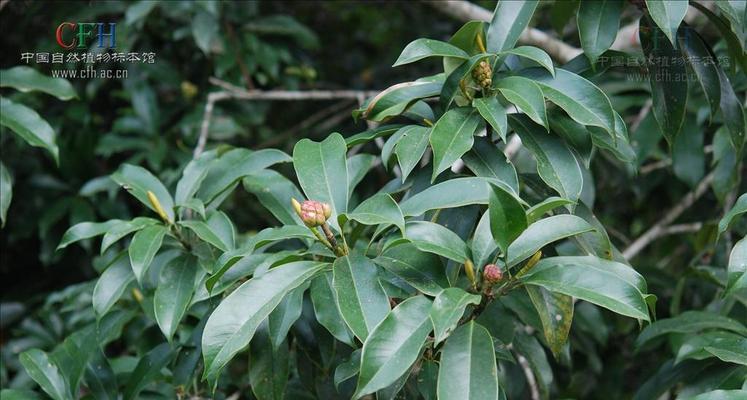 耐阴的木本花卉有哪些？如何选择适合室内种植的植物？