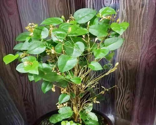 耐阴的爬藤花卉有哪些推荐？如何挑选适合室内种植的爬藤植物？