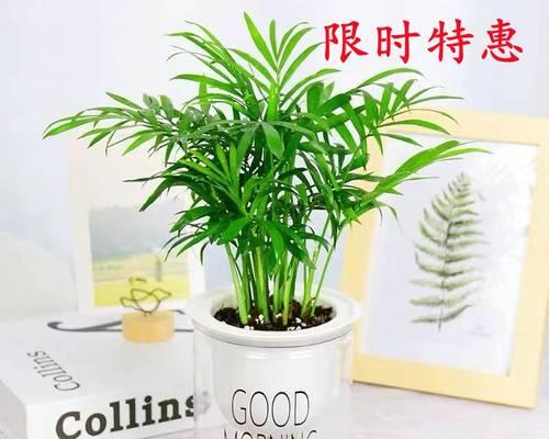 耐阴室内植物花卉有哪些？如何选择适合的耐阴植物？