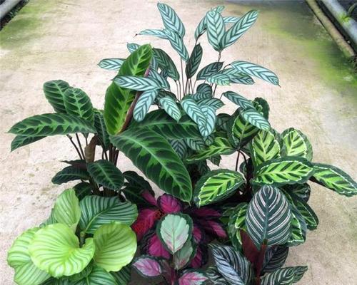 耐阴室内植物花卉有哪些？如何选择适合的耐阴植物？