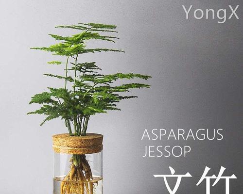 耐阴室内植物花卉有哪些？如何选择适合的耐阴植物？