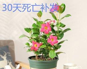 耐阴的室外花卉有哪些推荐？如何选择适合的耐阴植物？
