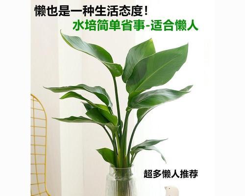 耐阴植物花卉有哪些？如何选择适合室内种植的植物花卉？