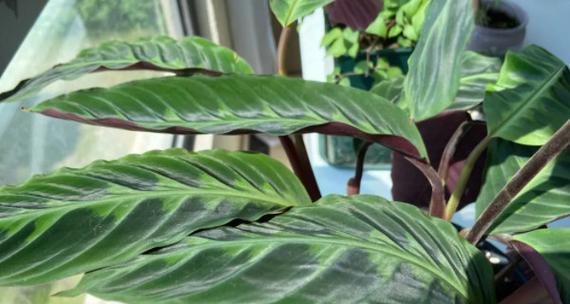 耐阴植物有哪些？如何选择适合室内种植的植物？