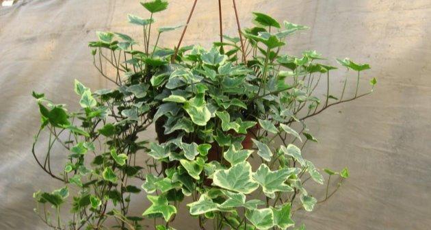 耐阴植物有哪些？如何选择适合室内种植的植物？
