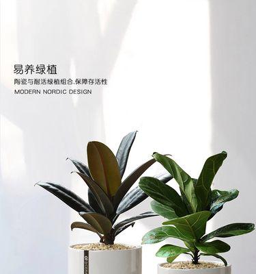 耐阴植物有哪些？如何选择适合室内种植的植物？