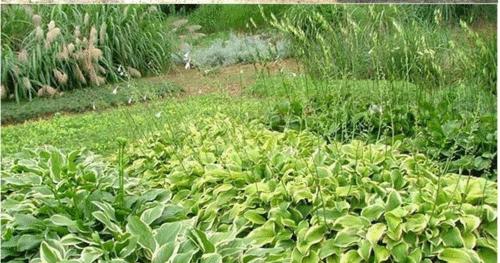 耐阴地被植物有哪些？如何选择适合的耐阴植物？