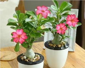 耐阴多肉植物有哪些？如何挑选适合室内种植的品种？