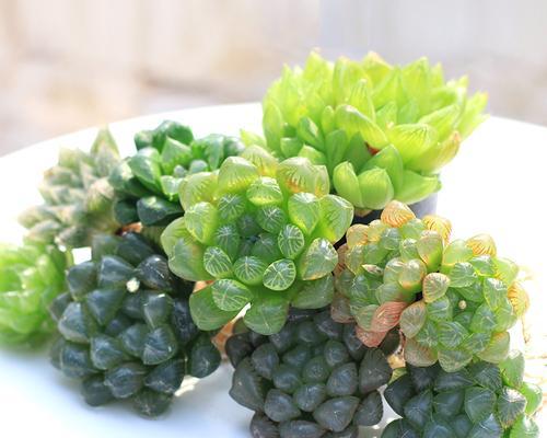 耐阴多肉植物有哪些？如何挑选适合室内种植的品种？