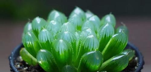耐阴多肉植物有哪些？如何挑选适合室内种植的品种？