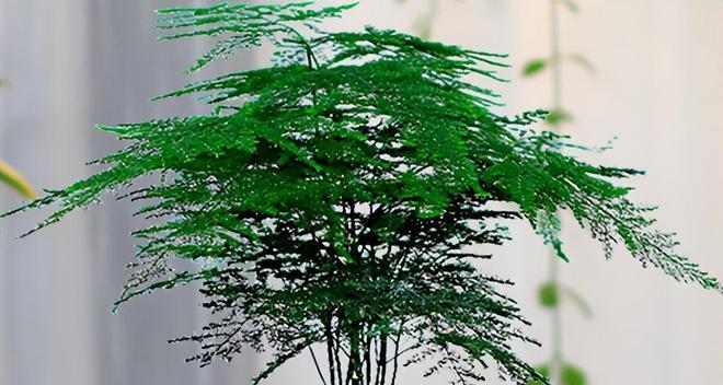 耐阴耐潮湿的植物有哪些？如何选择适合室内种植的植物？