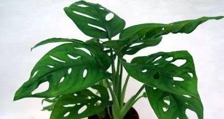 耐阴耐潮湿的植物有哪些？如何选择适合室内种植的植物？