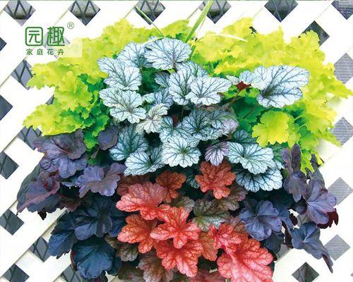 耐阴耐寒的室外花卉有哪些？如何选择适合的品种？