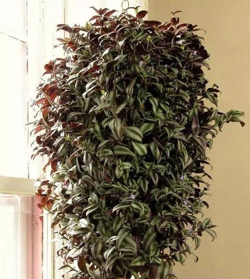 耐阴爬藤植物有哪些推荐？如何选择适合室内种植的爬藤植物？