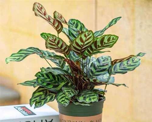 耐阴盆栽花卉有哪些？如何选择适合室内种植的植物？