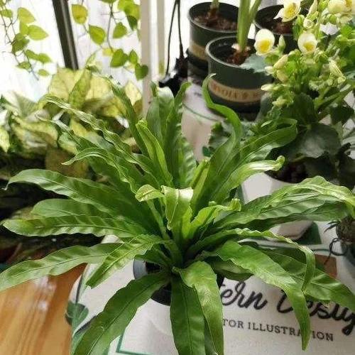 耐阴室外花卉有哪些推荐？如何选择适合的耐阴植物？