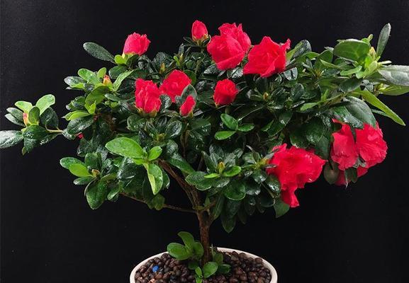 耐阴室外花卉有哪些推荐？如何选择适合的耐阴植物？