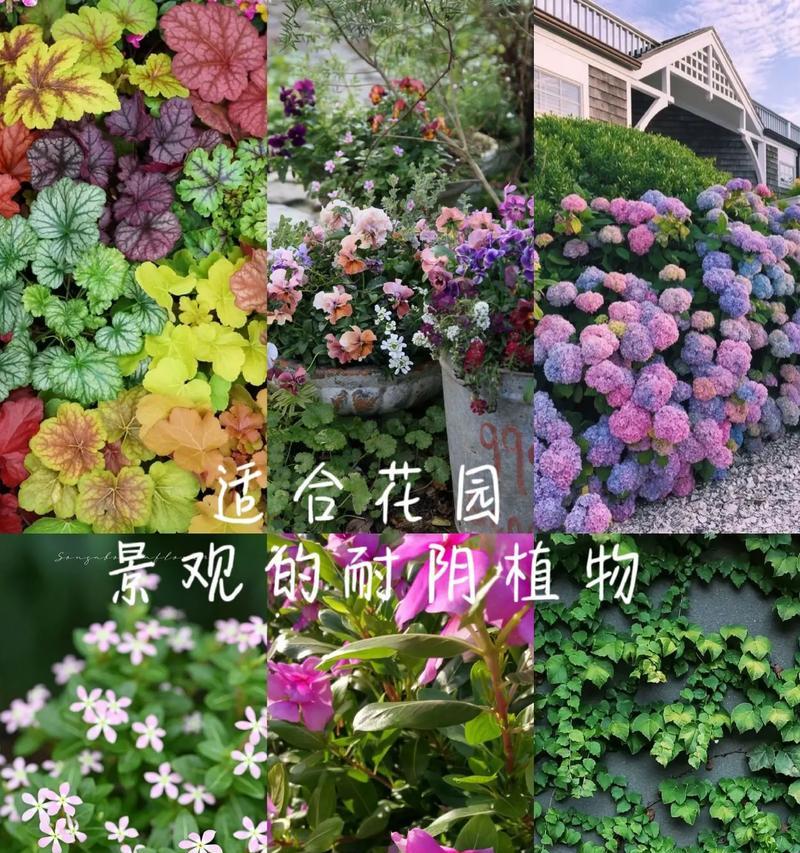 耐阴室外花卉有哪些推荐？如何选择适合的耐阴植物？
