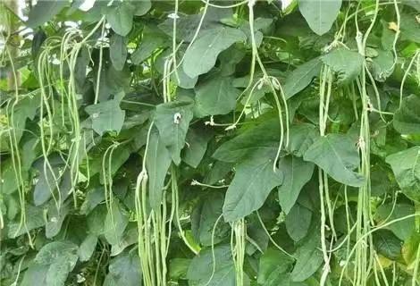 耐阴蔬菜有哪些？比较喜阴的5种蔬菜是什么？