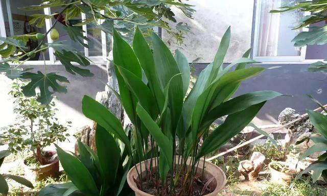 耐阴蔬菜有哪些？比较喜阴的5种蔬菜是什么？