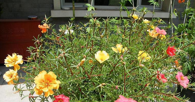 南边阳台适合养什么花？如何选择适合的花卉品种？