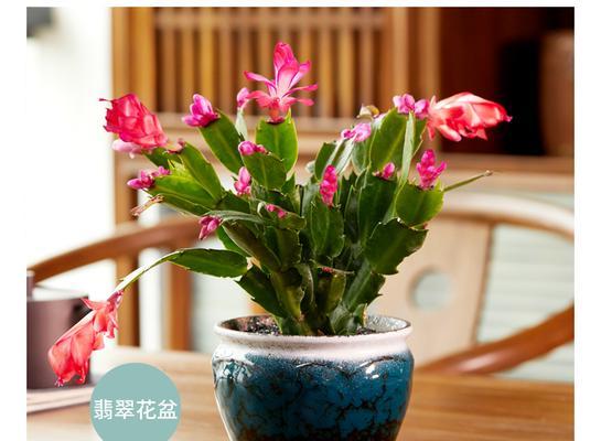 南边阳台适合养什么花？如何选择适合的花卉品种？