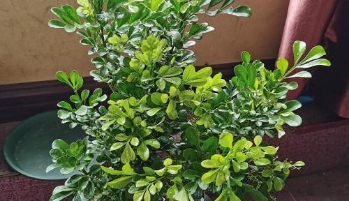 南边阳台适合养什么花？如何选择适合的花卉品种？