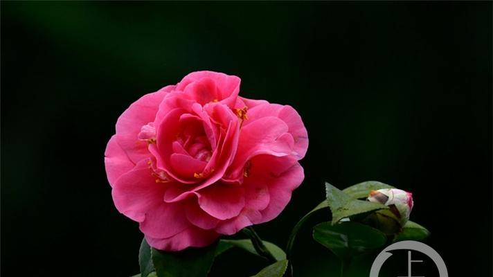 南昌的市花是什么花？市花的含义和历史背景是什么？