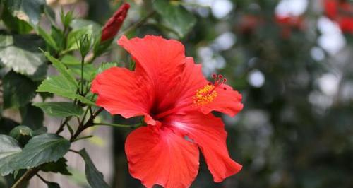 南昌的市花是什么花？市花的含义和历史背景是什么？