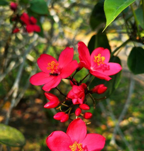 南昌的市花是什么花？市花的含义和历史背景是什么？