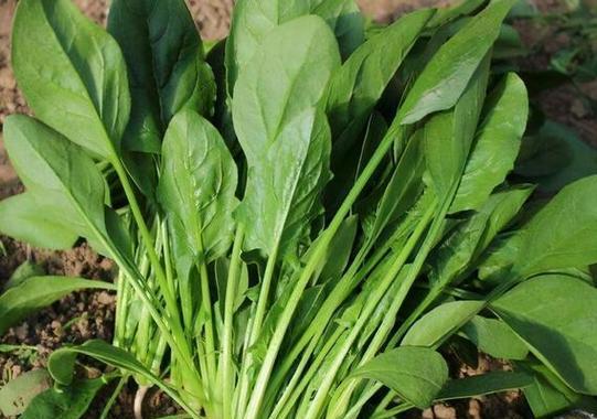 南方9月份适合种植什么蔬菜？有哪些推荐的蔬菜品种？