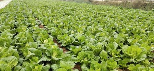 南方大白菜种植的最佳时间是什么时候？如何确保高产？