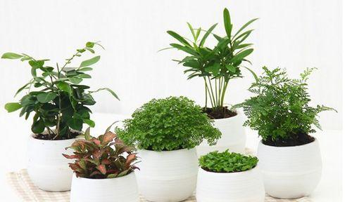 南方室内养花指南：哪些植物最适宜？如何照料？