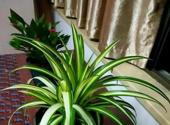 南方室内养花指南：哪些植物最适宜？如何照料？