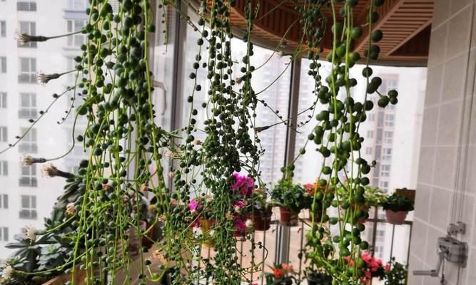 南方阳台养花指南：哪些植物最适宜？如何照料？