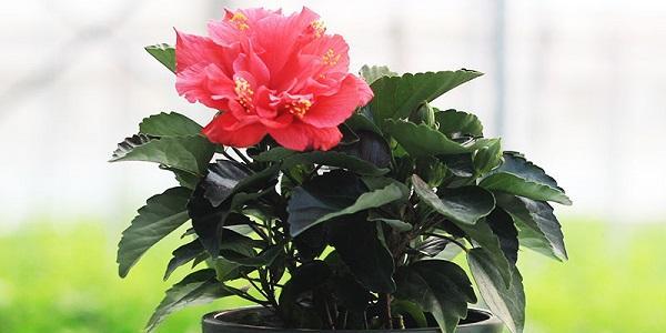 南方冬季适合养什么花？有哪些花卉推荐？