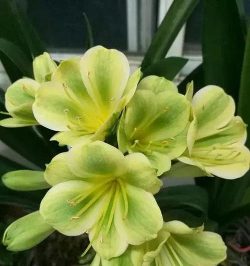 南方冬天适合养什么花？有哪些推荐的耐寒植物？