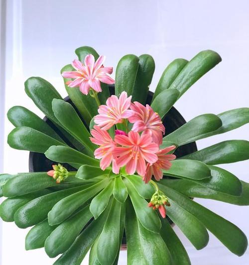 南方冬天适合养什么花卉植物？有哪些推荐？