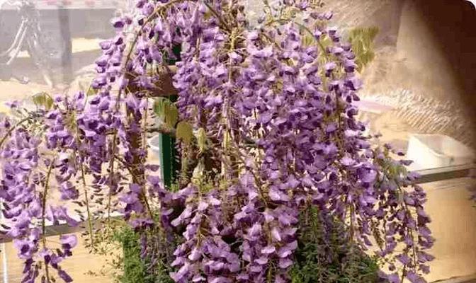 南方冬天适合种什么花？有哪些花卉推荐？