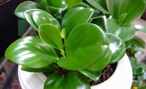 南方冬天适合种什么花？有哪些花卉推荐？