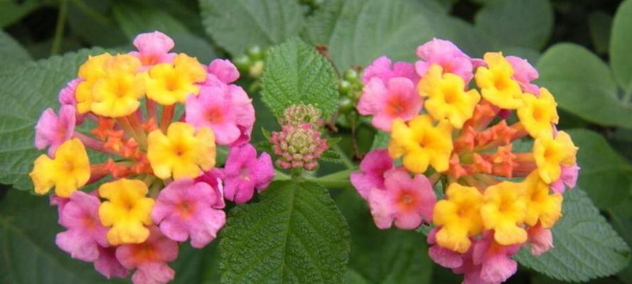 南方冬天适合种什么花？有哪些花卉推荐？
