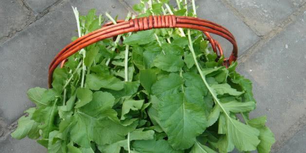 南方冬天适合种什么蔬菜？有哪些蔬菜种植技巧？