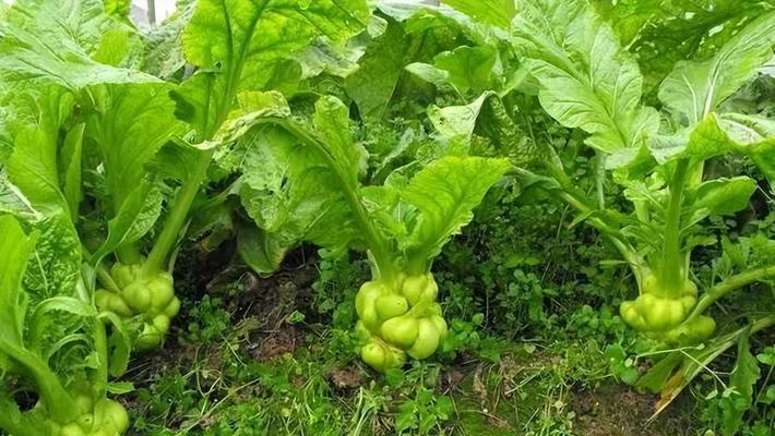 南方冬天适合种什么蔬菜？有哪些蔬菜种植技巧？