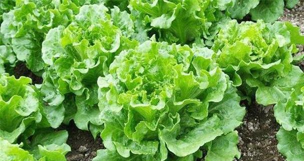 南方冬天适合种什么蔬菜？有哪些蔬菜种植技巧？