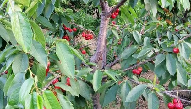 南方可以种樱桃吗？适宜的种植条件和方法是什么？