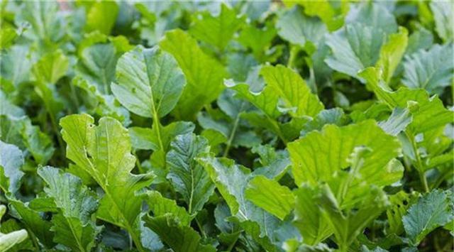 南方萝卜最佳种植时间是什么时候？种植后需要注意什么？