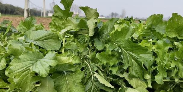 南方萝卜最佳种植时间是什么时候？种植后需要注意什么？