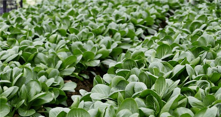 南方秋天适合种什么蔬菜？有哪些蔬菜种植技巧？