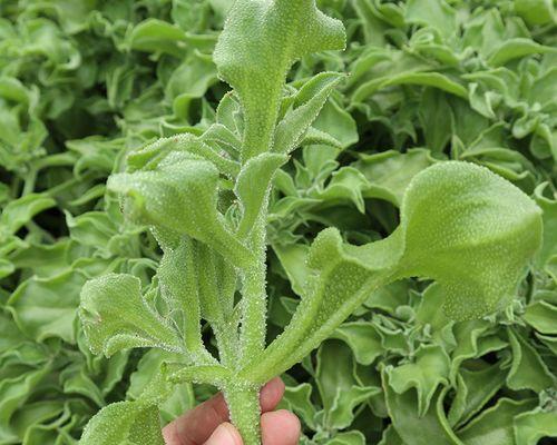 南方秋天适合种什么蔬菜？有哪些蔬菜种植技巧？