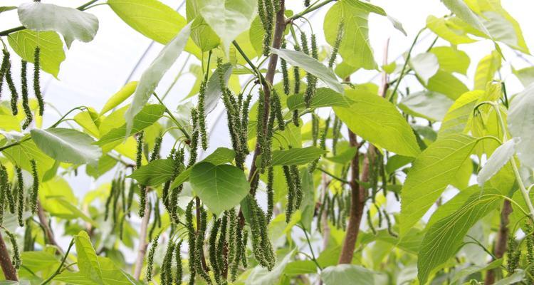 南方桑果什么时候成熟？如何判断桑果的最佳采摘期？